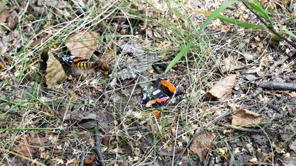  Hornet in flight with a piece of butterfly.