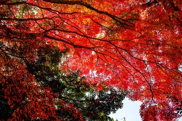 福貴野の滝の紅葉