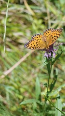 Speyeria aglaja butterfly eats nectar on a meadow cornflower