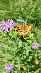 Speyeria aglaja butterfly eats nectar on a meadow cornflower