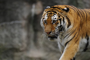 カッコいいトラ