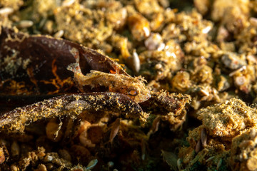 The surprising underwater world of the Indian and Pacifical Oceans