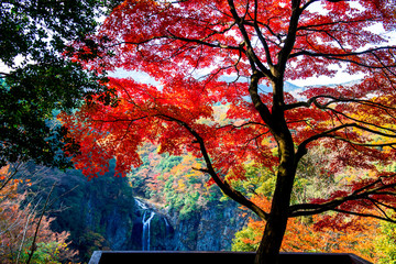福貴野の滝の紅葉
