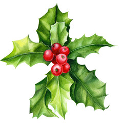 holly, watercolor illustration on an isolated white background, new year and christmas