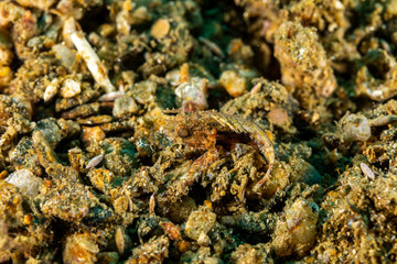 The surprising underwater world of the Indian and Pacifical Oceans