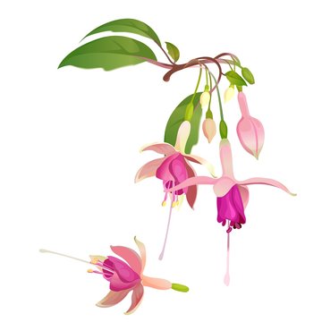 Fuchsia flower vector illustration. Floral botanical element for design