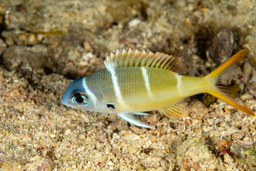 The surprising underwater world of the Indian and Pacifical Oceans