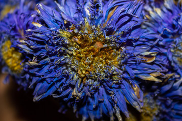 Fototapeta na wymiar Macro photo of a dried blue flower.