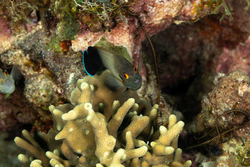 The surprising underwater world of the Indian and Pacifical Oceans