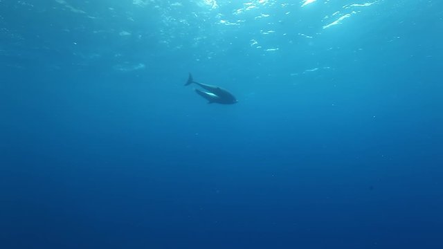 School of dolphins swims underwater near seabed of ocean. Sea animals on background of fish in blue water. Concept of large flow of underwater sea life and wildlife in blue lagoon.