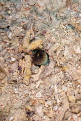 The surprising underwater world of the Indian and Pacifical Oceans