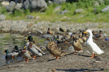 Oiseaux au bord du lac