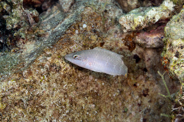 The surprising underwater world of the Indian and Pacifical Oceans