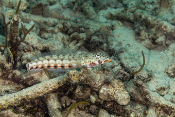 The surprising underwater world of the Indian and Pacifical Oceans