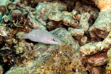 The surprising underwater world of the Indian and Pacifical Oceans