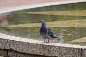 A lonely pigeon standing by the water pool of a granite fountain