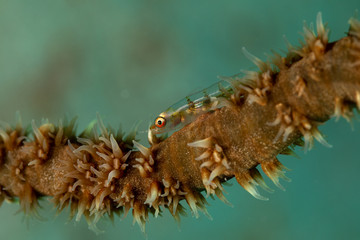 The surprising underwater world of the Indian and Pacifical Oceans