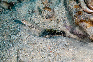 The surprising underwater world of the Indian and Pacifical Oceans