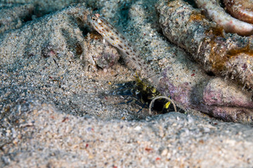 The surprising underwater world of the Indian and Pacifical Oceans