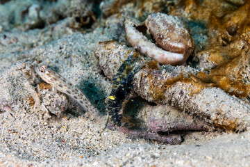 The surprising underwater world of the Indian and Pacifical Oceans