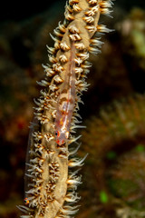 The surprising underwater world of the Indian and Pacifical Oceans