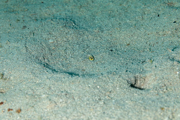 The surprising underwater world of the Indian and Pacifical Oceans