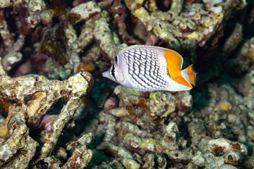 The surprising underwater world of the Indian and Pacifical Oceans