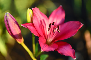 Fototapeta na wymiar Lily. Close-up of an pink Lily flower. Macro horizontal photography