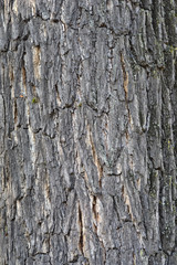 Eastern American black walnut