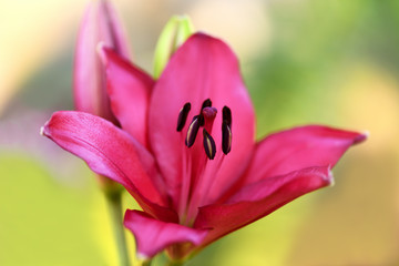 Lily. Close-up of an pink  Lily flower. Macro horizontal photography