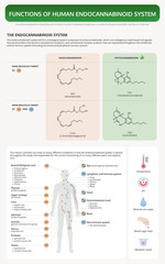 Functions of Human Endocananbinoid System vertical textbook infographic illustration about cannabis as herbal alternative medicine and chemical therapy, healthcare and medical science vector.