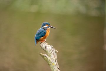 Kingfisher, Alcedo atthis