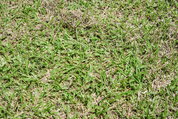 grass pattern