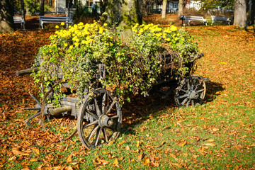 Fototapeta na wymiar Old wooden carriage transformed into a flower pot , filled with soil upon which blossomed flowers have grown, rustic decorative element in a park.