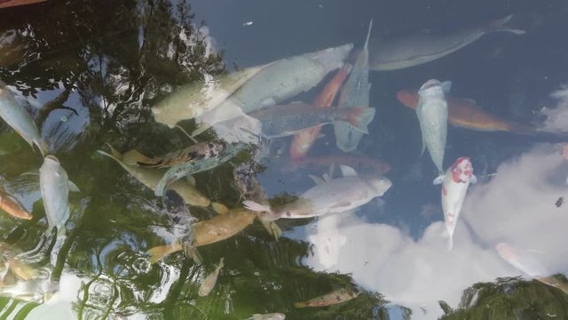 Very rear fish in Bali Indonesia Temple filming in the pool peoples are feeding them. Beautiful golden japan red fish swimming in pool.