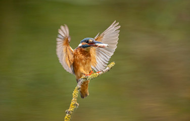 Fototapeta premium Kingfisher, Alcedo atthis