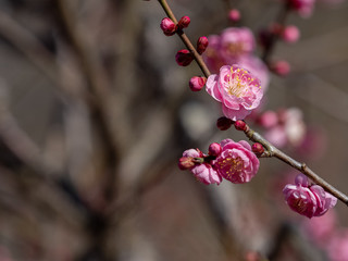 Japanese Plum Blossoms
