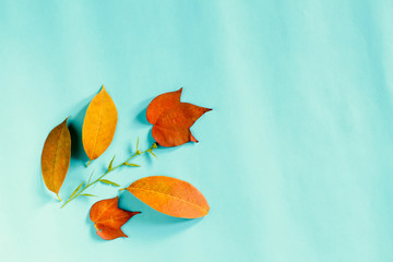 Autumn composition. Dried leaves, flowers on pastel blue background.