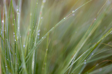 grass with dew drops