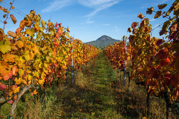 Beautiful rows of grapes in autumn time in Hungary