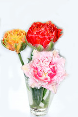 Terry tulip hybrid beautiful. Tulip flower with fringe.