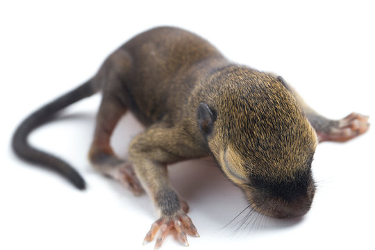 The baby plantain squirrel, oriental squirrel or tricoloured squirrel (Callosciurus notatus) is a species of rodents in the family Sciuridae isolated on white background