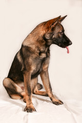 German sheperd dog 