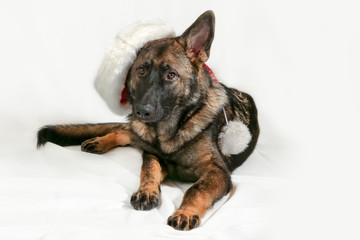 German shepherd dog with christmas hat
