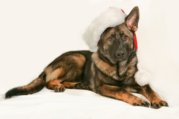German shepherd dog with a christmas hat