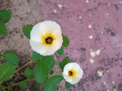 Beautiful yellow flower plant in ground