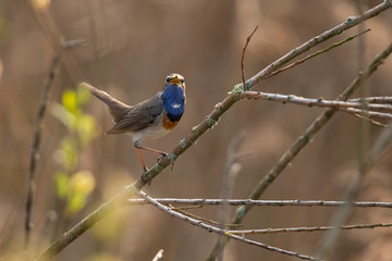 Bluethroat, Luscinia svecica