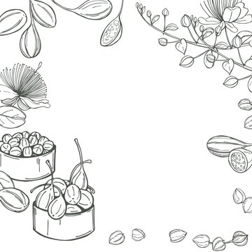 Hand drawn edible fruits and buds of capers.  Vector background. Sketch illustration.
