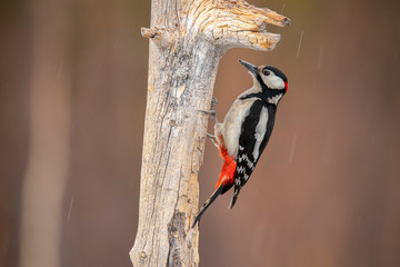 great Spotted Woodpecker, Dendrocopos major - obrazy, fototapety, plakaty