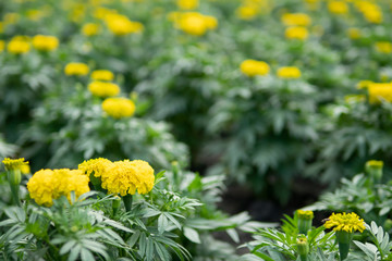 Marigold flowers in the garden